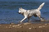 SIBERIAN HUSKY 560